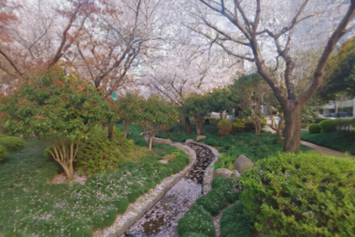 Sakura garden stream, spring